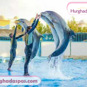 Dolphin Show Hurghada + Swimming with Dolphins